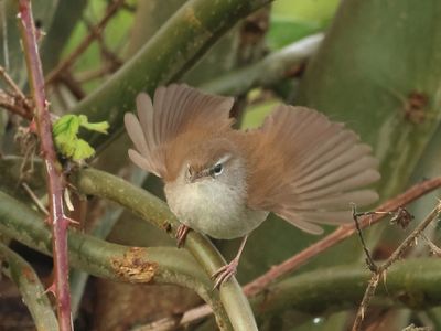 Cetti's Zanger 20230421-04a.JPG