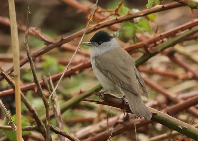 Eurasian Blackcap - Sylvia atricapilla (Zwartkop)