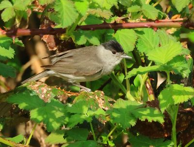 Eurasian Blackcap - Sylvia atricapilla (Zwartkop)