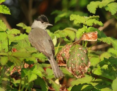 Eurasian Blackcap - Sylvia atricapilla (Zwartkop)