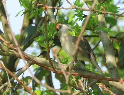 Eurasian Blackcap - Sylvia atricapilla (Zwartkop)