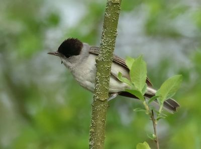 Eurasian Blackcap - Sylvia atricapilla (Zwartkop)