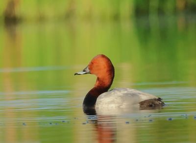 Common Pochard - Aythya ferina (Tafeleend)