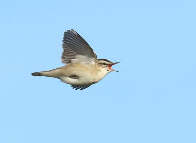 Sedge Warbler - Acrocephalus schoenobaenus (Rietzanger)