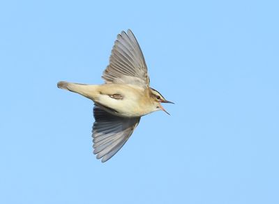 Sedge Warbler - Acrocephalus schoenobaenus (Rietzanger)