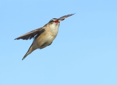 Sedge Warbler - Acrocephalus schoenobaenus (Rietzanger)