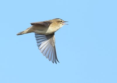 Sedge Warbler - Acrocephalus schoenobaenus (Rietzanger)