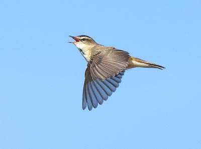 Sedge Warbler - Acrocephalus schoenobaenus (Rietzanger)