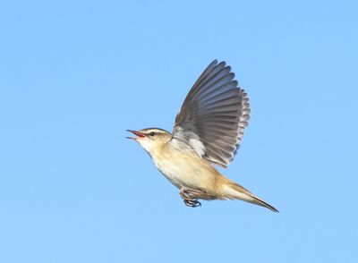 Sedge Warbler - Acrocephalus schoenobaenus (Rietzanger)