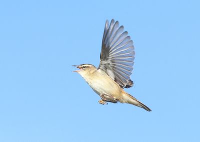 Sedge Warbler - Acrocephalus schoenobaenus (Rietzanger)