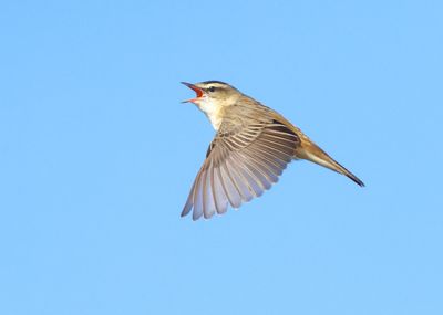 Sedge Warbler - Acrocephalus schoenobaenus (Rietzanger)