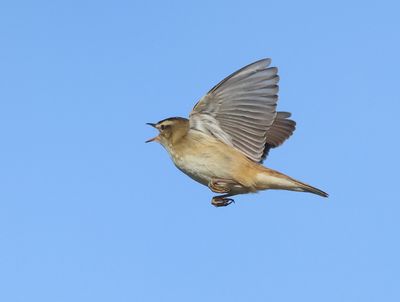 Sedge Warbler - Acrocephalus schoenobaenus (Rietzanger)