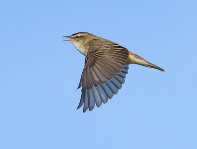 Sedge Warbler - Acrocephalus schoenobaenus (Rietzanger)