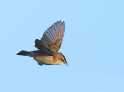 Sedge Warbler - Acrocephalus schoenobaenus (Rietzanger)