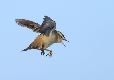 Sedge Warbler - Acrocephalus schoenobaenus (Rietzanger)