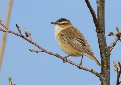 Sedge Warbler - Acrocephalus schoenobaenus (Rietzanger)