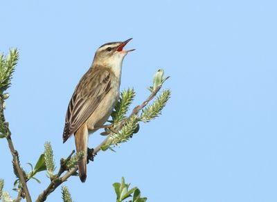 Sedge Warbler - Acrocephalus schoenobaenus (Rietzanger)