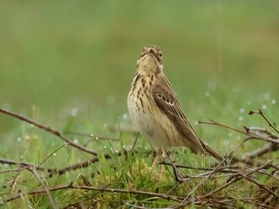 Tree Pipit - Anthus trivialis (Boompieper)