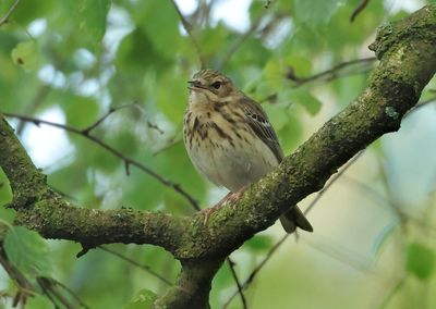 Tree Pipit - Anthus trivialis (Boompieper)