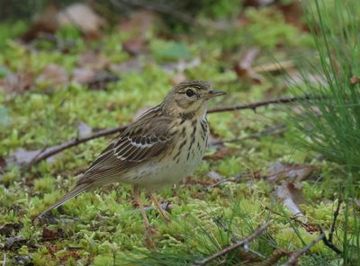 Tree Pipit - Anthus trivialis (Boompieper)