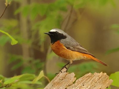 Muscicapidae - Flycatchers, Chats & Robins