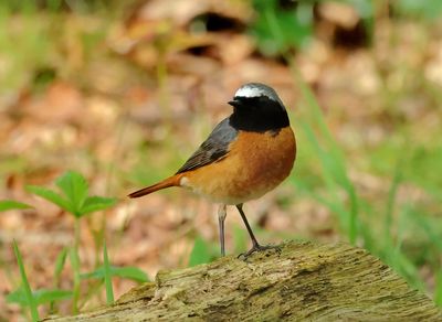 Common Redstart - Phoenicurus phoenicurus (Gekraagde Roodstaart)