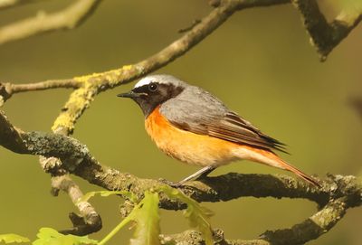 Common Redstart - Phoenicurus phoenicurus (Gekraagde Roodstaart)