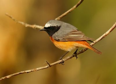 Common Redstart - Phoenicurus phoenicurus (Gekraagde Roodstaart)