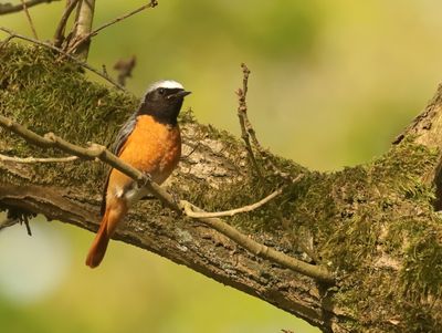 Common Redstart - Phoenicurus phoenicurus (Gekraagde Roodstaart)