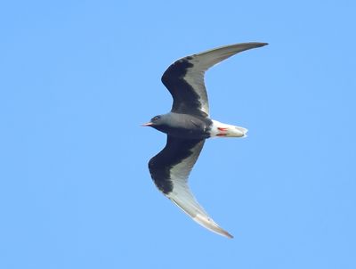 White-winged Tern - Chlidonias leucopterus (Witvleugelstern)