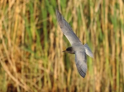 Black Tern - Chlidonias niger (Zwarte Stern)