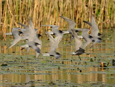 Black Tern - Chlidonias niger (Zwarte Stern)