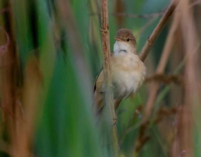 Reed Warbler - Acrocephalus scirpaceus (Kleine Karekiet)