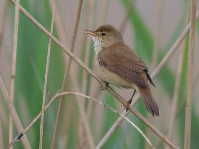 Reed Warbler - Acrocephalus scirpaceus (Kleine Karekiet)