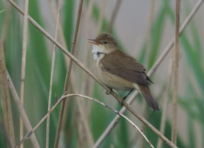 Reed Warbler - Acrocephalus scirpaceus (Kleine Karekiet)
