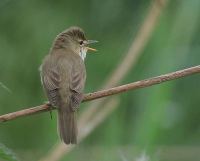 MAP: Marsh Warbler - Acrocephalus palustris (Bosrietzanger)
