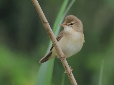 Marsh Warbler - Acrocephalus palustris (Bosrietzanger)