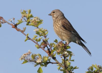 Common Linnet - Carduelis cannabina (Kneu)