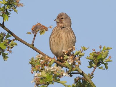 Common Linnet - Carduelis cannabina (Kneu)