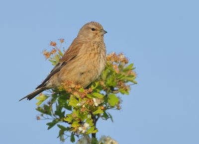 Common Linnet - Carduelis cannabina (Kneu)