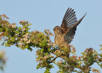 Common Linnet - Carduelis cannabina (Kneu)
