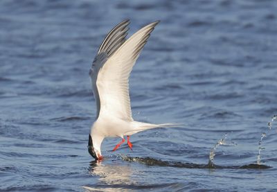 Common Tern - Sterna hirundo (Visdief)