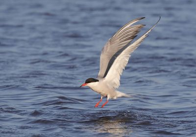 Common Tern - Sterna hirundo (Visdief)