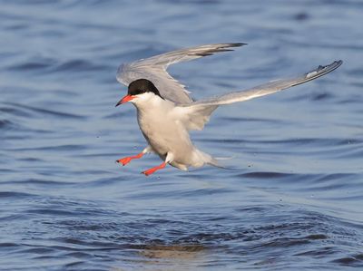 Common Tern - Sterna hirundo (Visdief)