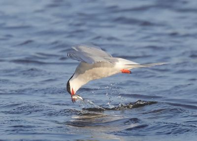 Common Tern - Sterna hirundo (Visdief)