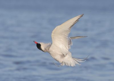 Common Tern - Sterna hirundo (Visdief)