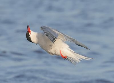 Common Tern - Sterna hirundo (Visdief)