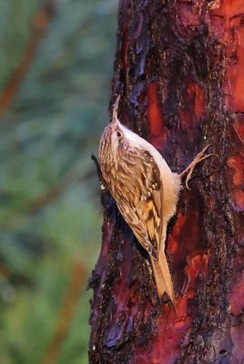 Short-toed Treecreeper - Certhia brachydactyla megarhynchos (Boomkruiper) 