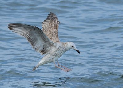Caspian Gull - Larus cachinnans (Pontische Meeuw) 