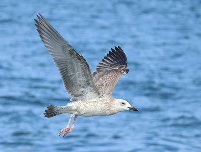Caspian Gull - Larus cachinnans (Pontische Meeuw) 